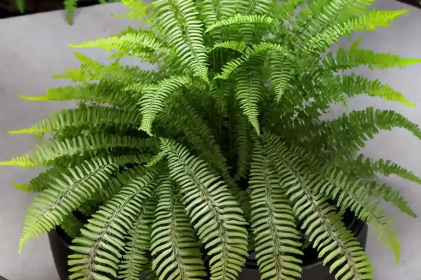 Athyrium niponicum var. pictum (painted lady fern) — photo 3