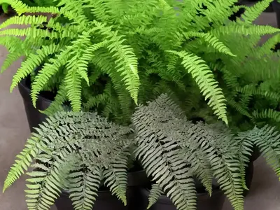 Athyrium Niponicum Var. Pictum (Painted Lady Fern)