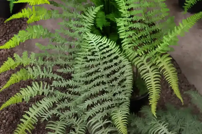 Athyrium niponicum var. pictum ‘pewter lace’ (painted lady fern) — photo 2