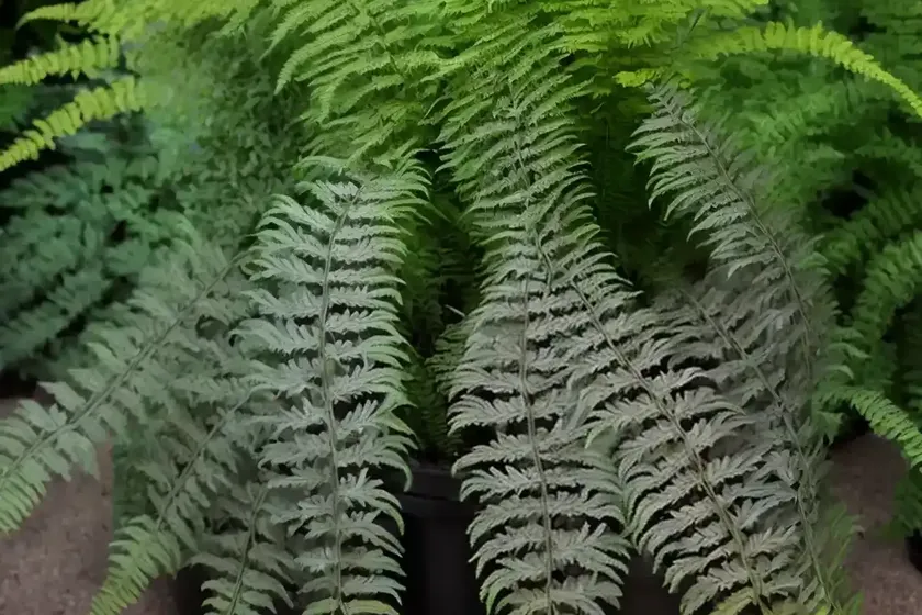 Athyrium niponicum var. pictum ‘pewter lace’ (painted lady fern) — photo 3