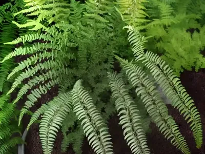 Athyrium Niponicum Var. Pictum ‘Pewter Lace’ (Painted Lady Fern)