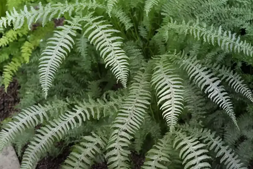 Athyrium niponicum var. pictum ‘silver falls’ (painted lady fern) — photo 2