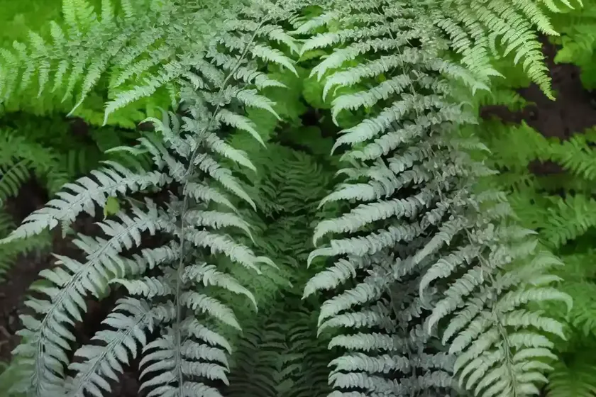 Athyrium niponicum var. pictum ‘silver falls’ (painted lady fern) — photo 3
