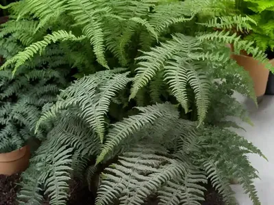 Athyrium Niponicum Var. Pictum ‘Silver Falls’ (Painted Lady Fern)
