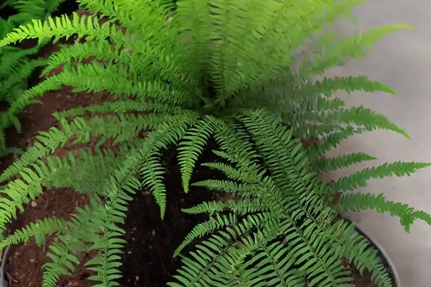Athyrium Otophorum (Eared Lady Fern) — photo 2