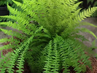 Athyrium Otophorum (Eared Lady Fern)