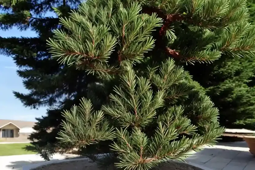 Atlas cedar (cedrus atlantica) — photo 2