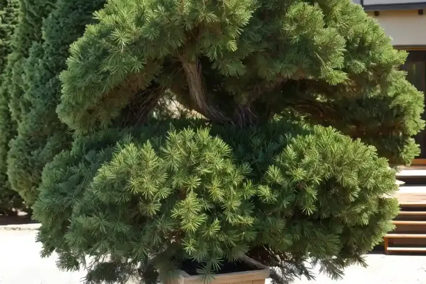 Atlas cedar (cedrus atlantica) — photo 2
