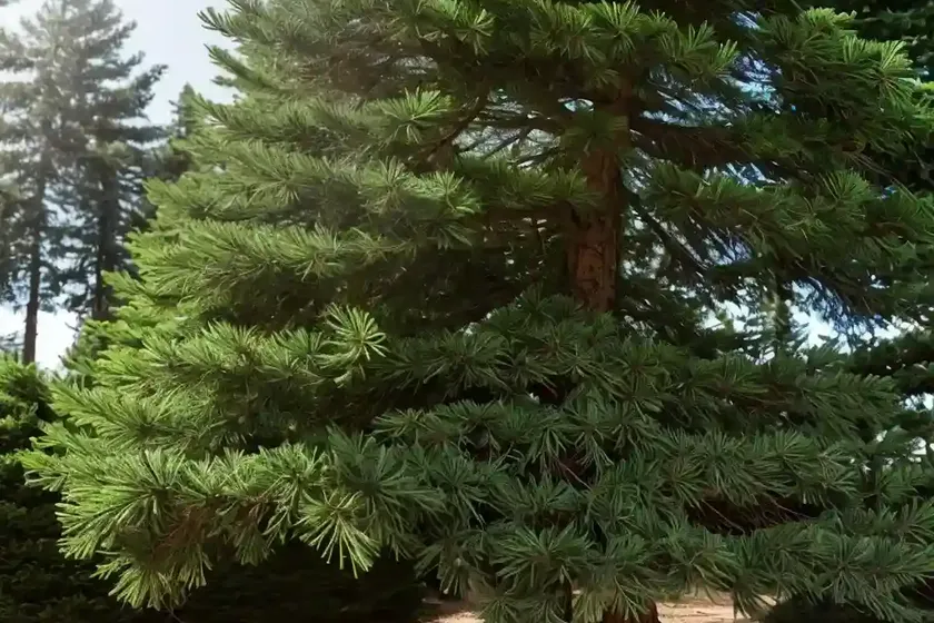 Atlas cedar (cedrus atlantica) — photo 3