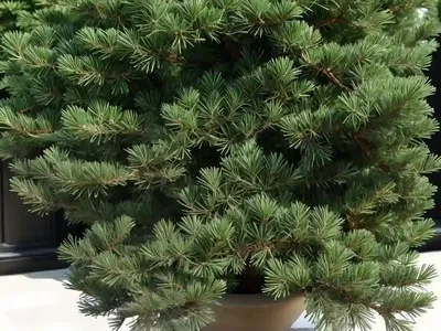 Atlas Cedar (Cedrus Atlantica)