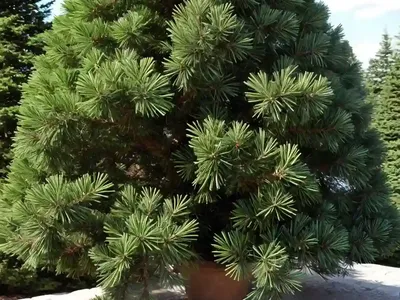 Atlas Cedar (Cedrus Atlantica)