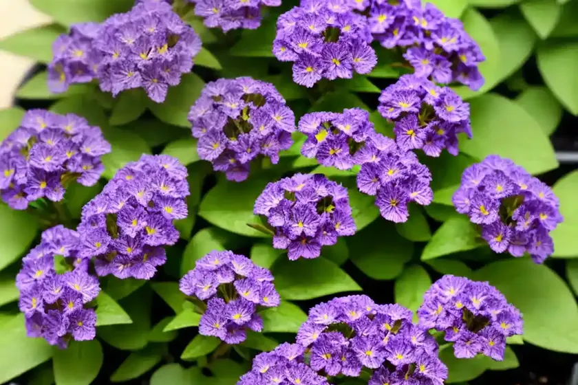 Aubretia (aubrieta deltoidea) — photo 3