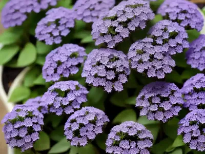 Aubretia (Aubrieta Deltoidea)