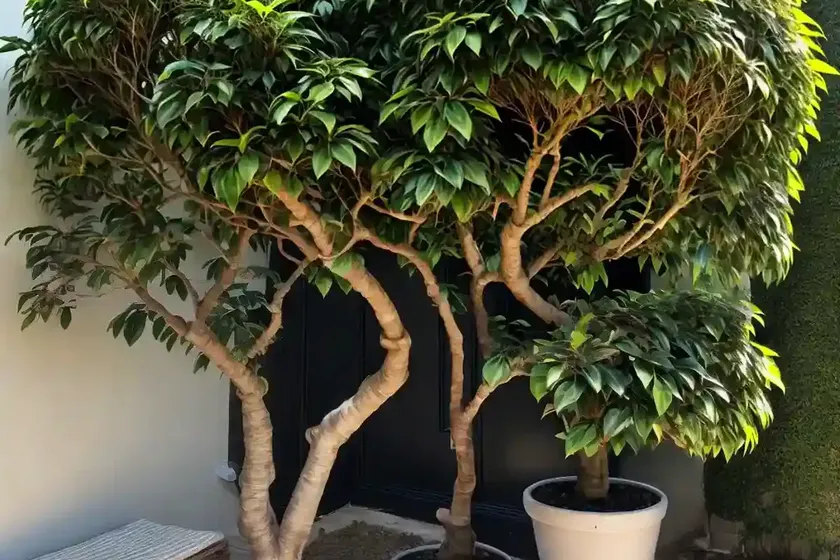 Audrey ficus (ficus benghalensis) — photo 2