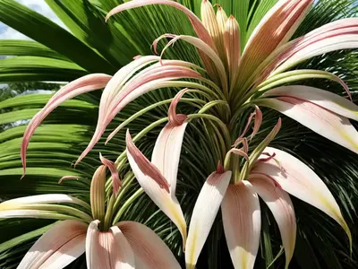 Augustum Giant Crinum Lily (Crinum Augustum)
