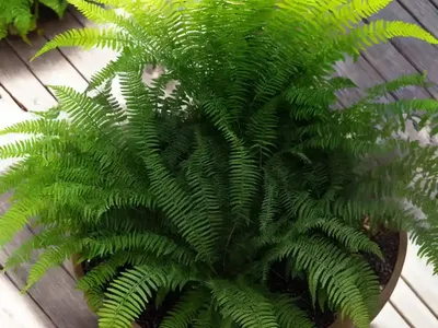 Austral Gem Fern (Austral Gem� Fern)