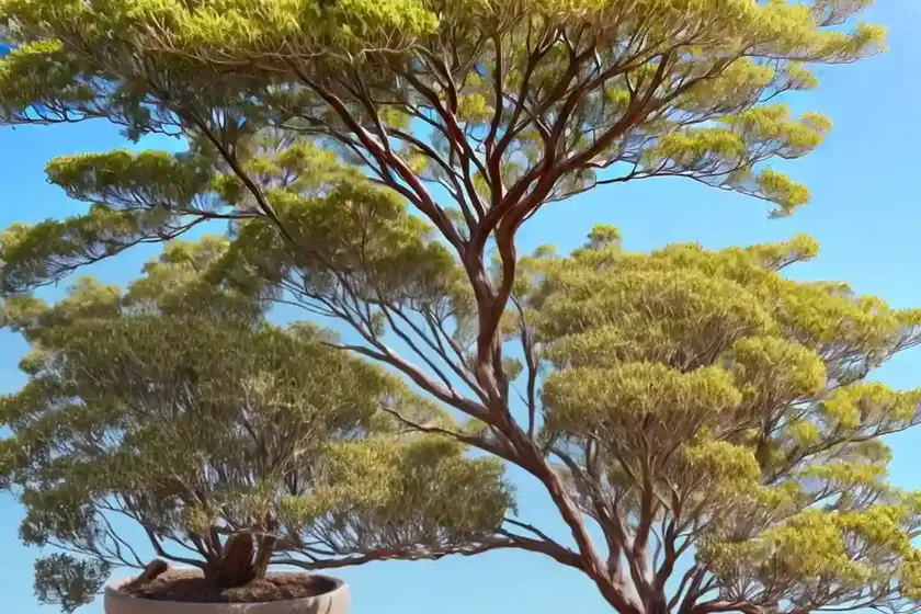 Australian blackwood (acacia melanoxylon) — photo 3