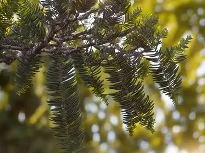 Australian Blackwood (Acacia Melanoxylon)