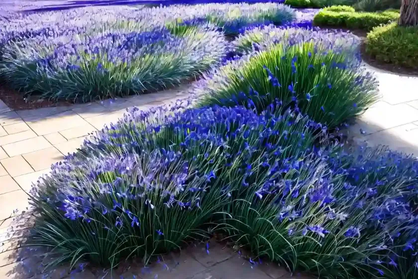 Australian bluebell (wahlenbergia stricta) — photo 2