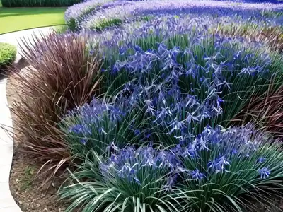 Australian Bluebell (Wahlenbergia Stricta)