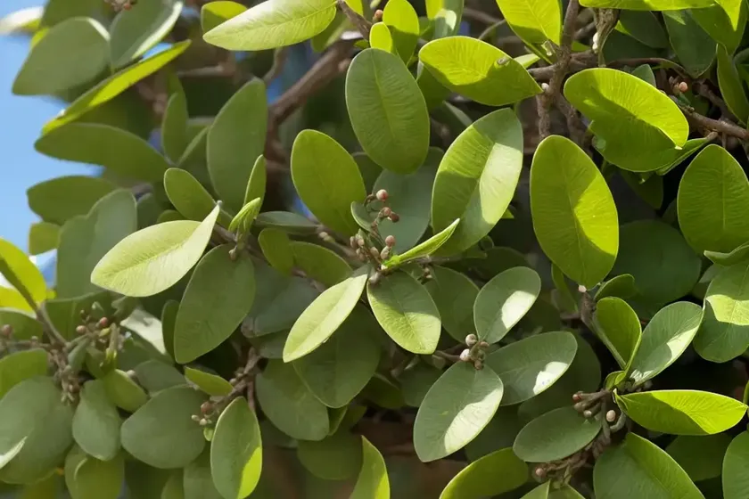 Australian-laurel (pittosporum tobira) — photo 3