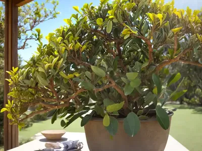 Australian-laurel (Pittosporum Tobira)