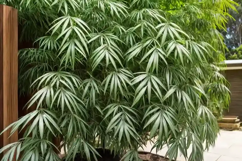 Australian redcedar (toona ciliata) — photo 2