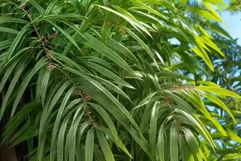 Australian redcedar (toona ciliata) — photo 3