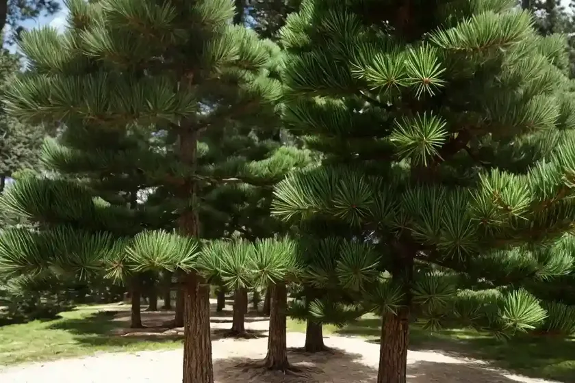 Austrian pine (pinus nigra) — photo 3