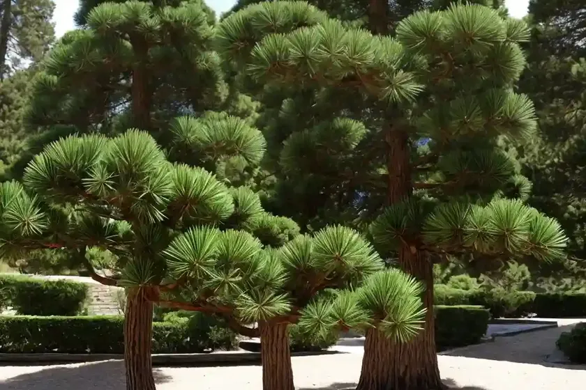 Austrian pine (pinus nigra ‘hornibrookiana’) — photo 2