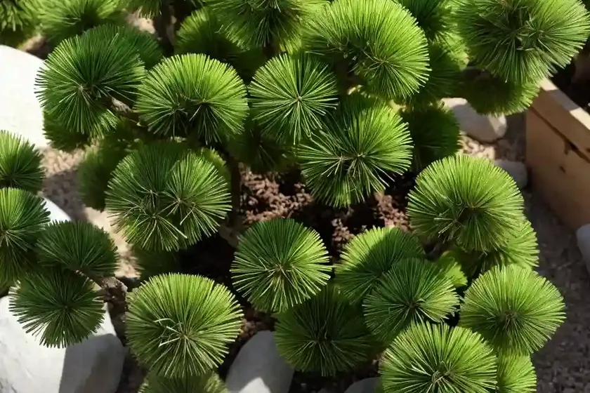 Austrian pine (pinus nigra subsp. laricio ‘globosa viridis’) — photo 3