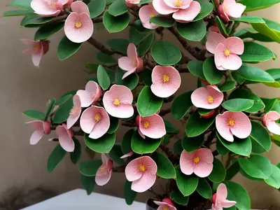 Autograph Tree (Clusia Rosea)