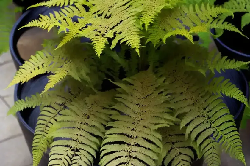 Autumn fern (dryopteris erythrosora) — photo 3