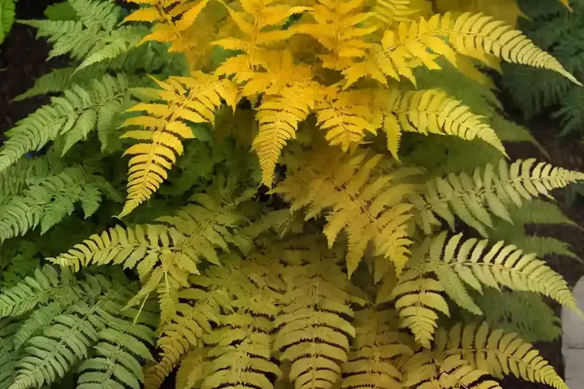 Autumn fern (dryopteris erythrosora ‘brilliance’) — photo 2