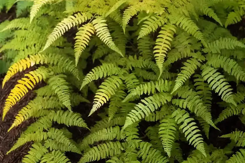 Autumn fern (dryopteris erythrosora ‘brilliance’) — photo 3