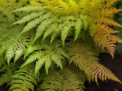 Autumn Fern (Dryopteris Erythrosora ‘Brilliance’)