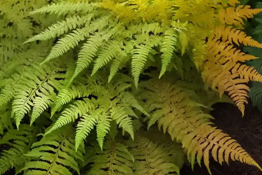 Autumn fern (dryopteris erythrosora ‘brilliance’)