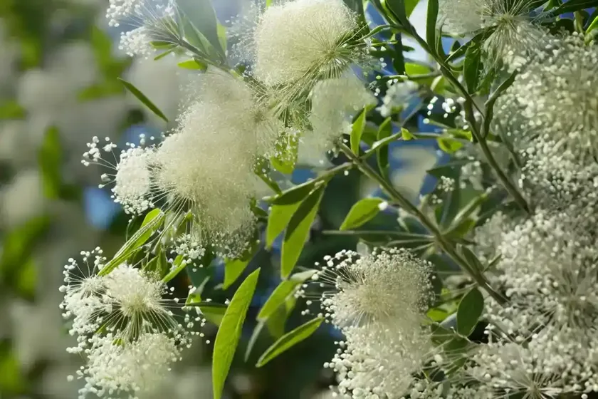 Autumn olive (elaeagnus umbellata) — photo 2