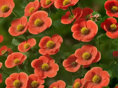 Avens (Geum ‘Cherry Cordial’)