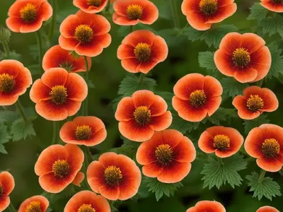 Avens (Geum Coccineum)