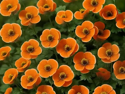 Avens (Geum ‘Totally Tangerine’)