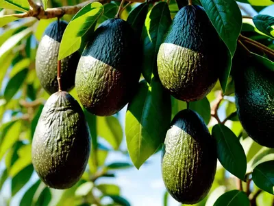 Avocado (Persea Americana)