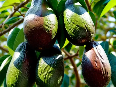 Avocado (Persea Americana)