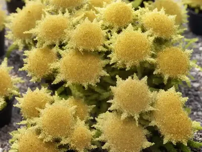 Axilflower (Mecardonia ‘Gold Dust’)