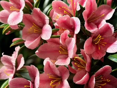 Azalea ‘lorna’ (Rhododendron ‘lorna’)