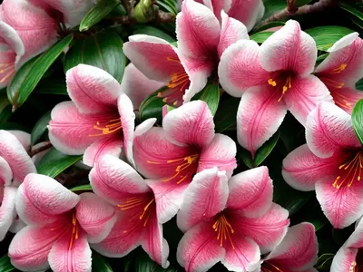 Azalea (Rhododendron ‘Anah Kruschke’)