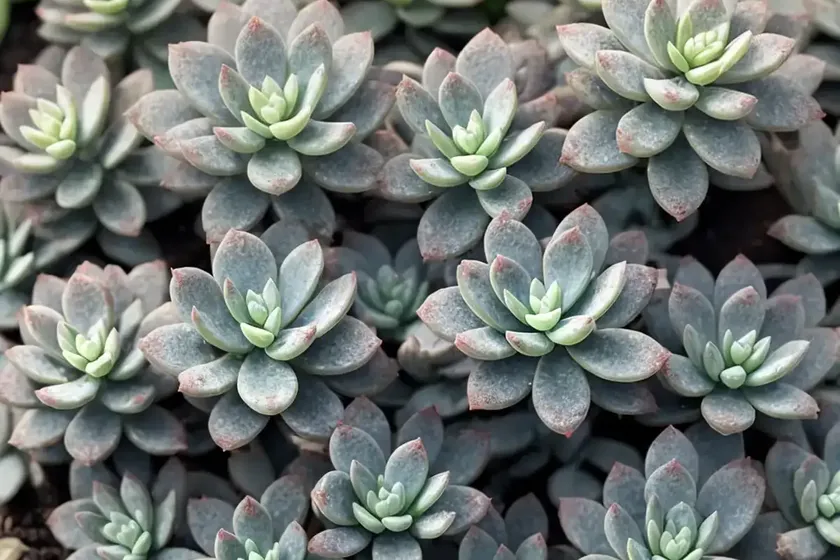 Azure stonecrop (sedum caeruleum) — photo 2