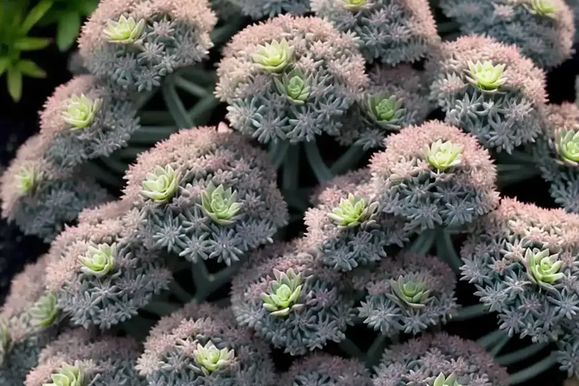 Azure stonecrop (sedum caeruleum) — photo 3