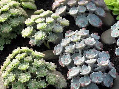 Azure Stonecrop (Sedum Caeruleum)