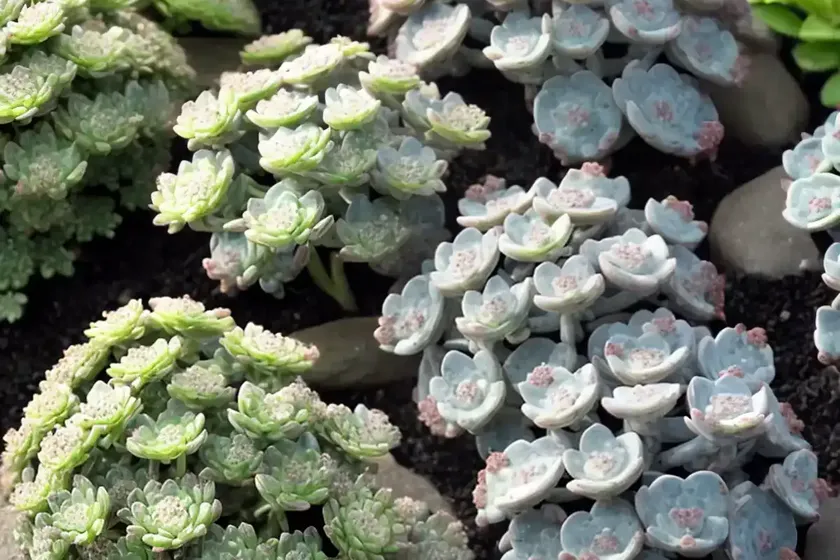 Azure stonecrop (sedum caeruleum)